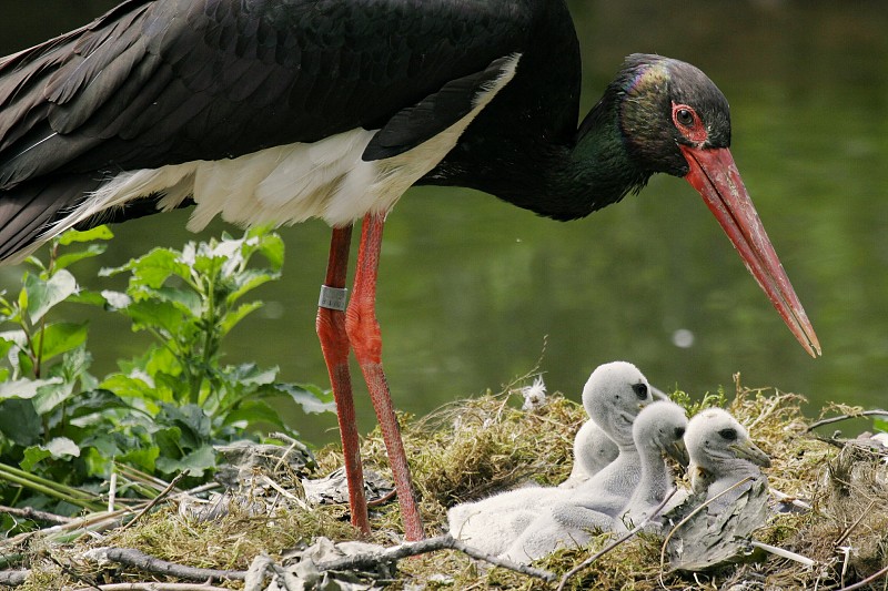 Čáp černý. Foto: archiv Zoo Praha